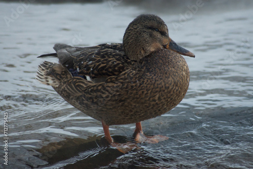 Female mallard duck standing in river © Александр Паньков