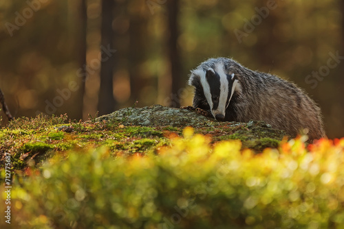 European badger (Meles meles) in the forest in autumn