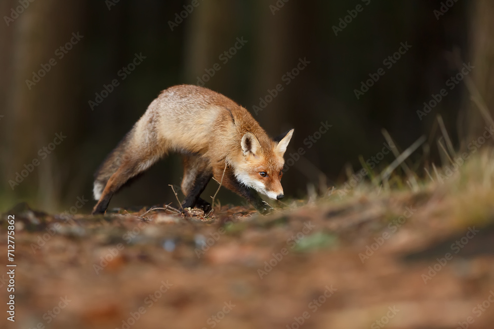 male red fox (Vulpes vulpes) sniffs on the forest path