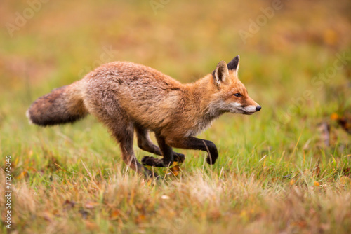 male red fox  Vulpes vulpes  running through the meadow