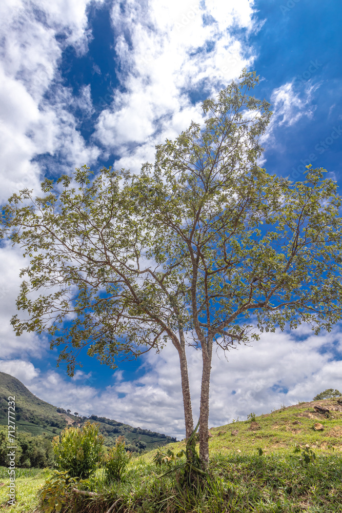 árvore na cidade Boa Esperança, Estado de Minas Gerais, Brasil