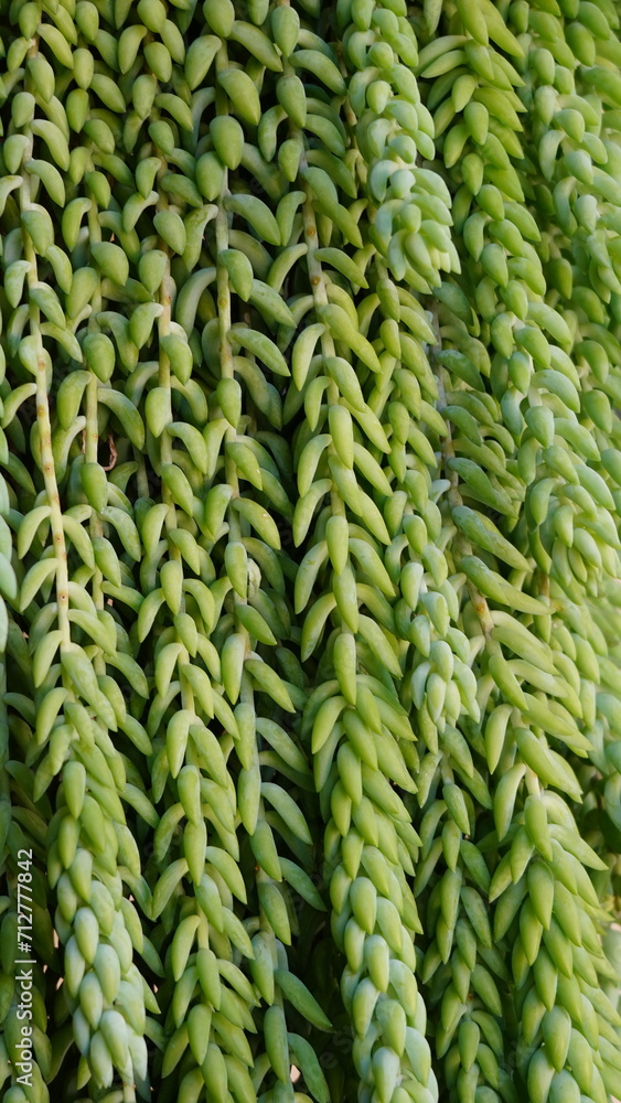 Suculenta Cola de burro, La Sedum morganianum Suculenta Cola de burro, La Sedum morganianum