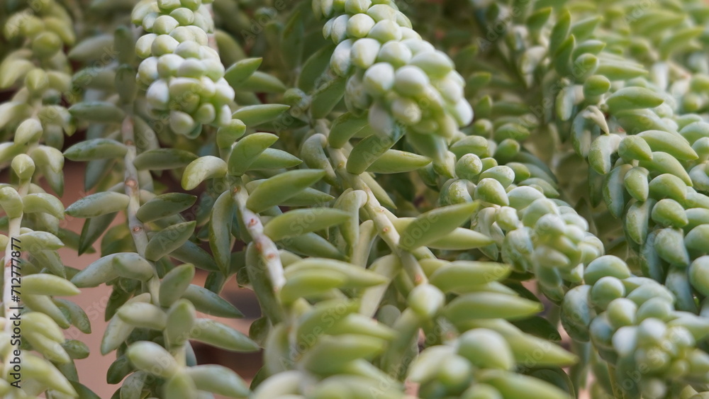 Suculenta Cola de burro, La Sedum morganianum Suculenta Cola de burro, La Sedum morganianum