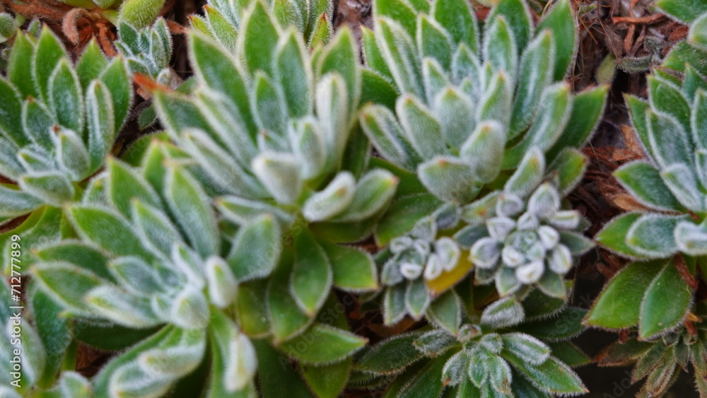 Suculenta aterciopelada echeveria affinis Suculenta aterciopelada echeveria affinis