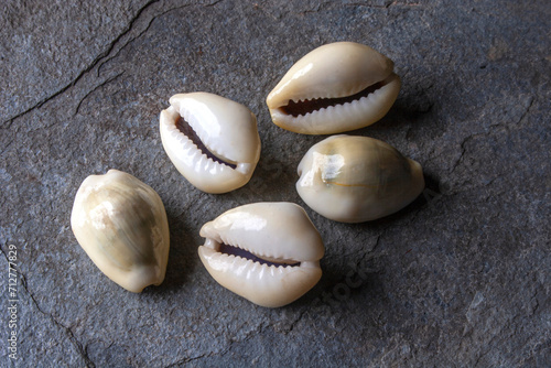 Fotografía Small sea shells called Whelk (Búzio) with the scientific name Cypraea Moneta