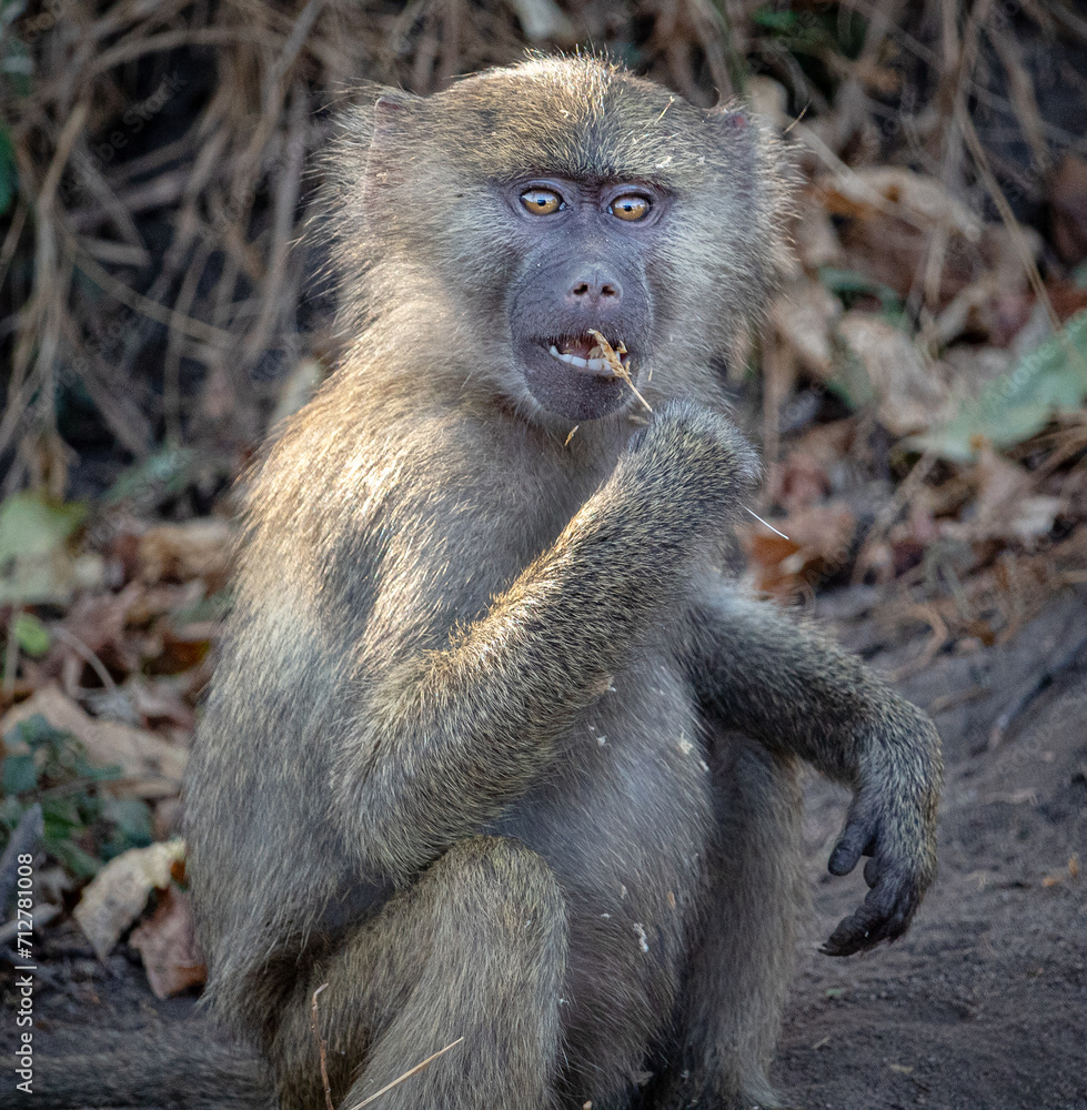 Obraz premium Monkey Eating Grass in Africa