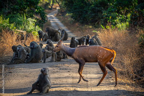 Bushbuck Walking Among Baboons in Africa