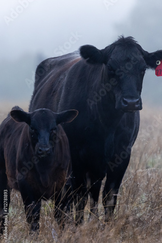 Mother and Baby Black Angus Cattle in Fog