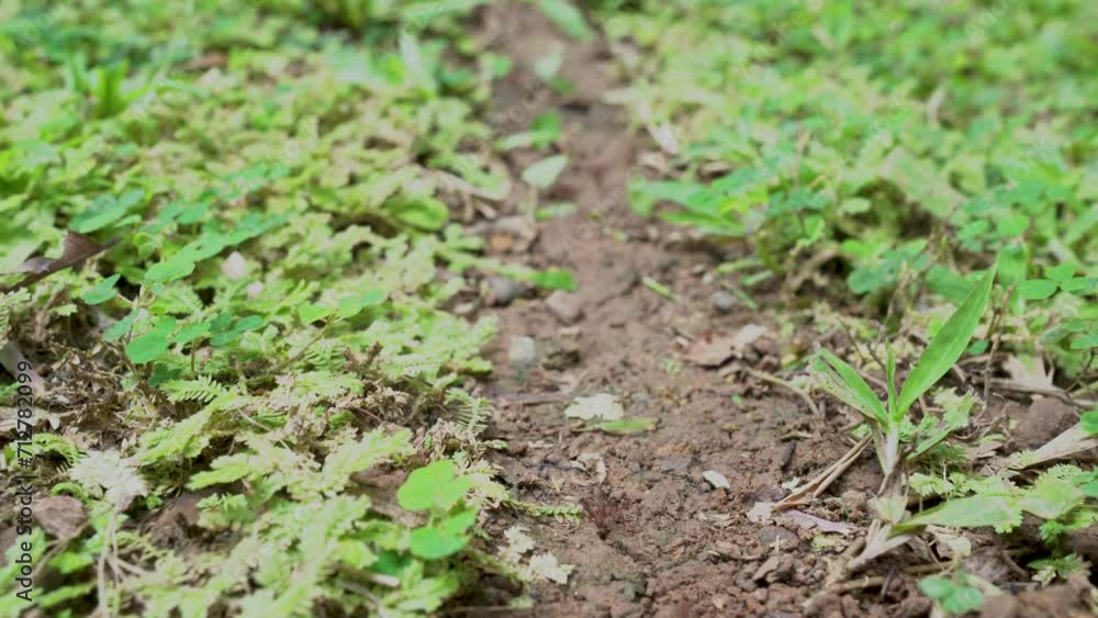 Leaf-Cutting Ants in Action: Close-Up View of Insect Trail on Forest Floor. Leaf-Cutting Ants in Action: Close-Up View of Insect Trail on Forest Floor.