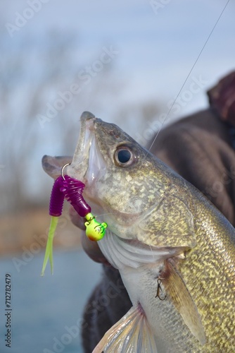 Angler with a walleye caught on a jig with plastic 