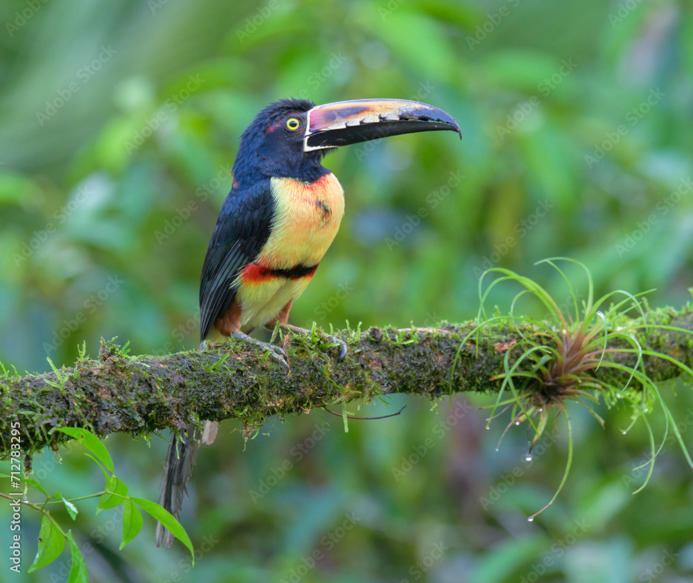 Collared Aracari (Pteroglossus torquatus), Laguna del Lagarto Eco Lodge, Boca Tapada, Alajuela, Costa Rica. Collared Aracari (Pteroglossus torquatus), Laguna del Lagarto Eco Lodge, Boca Tapada, Alajuela, Costa Rica.