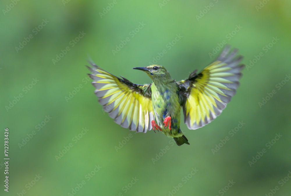 Fototapeta premium Red-legged honeycreeper (Cyanerpes cyaneus) non-breeding male flying, Laguna del Lagarto Eco Lodge, Boca Tapada, Alajuela, Costa Rica.