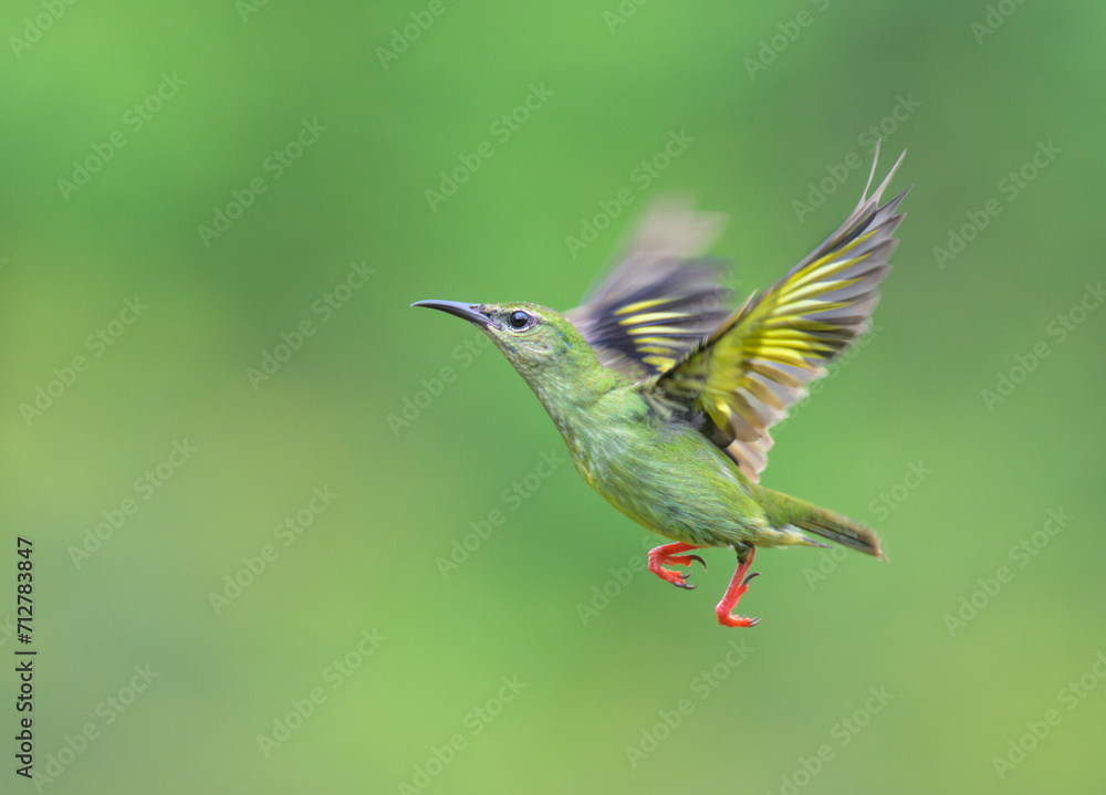 Fototapeta premium Red-legged honeycreeper (Cyanerpes cyaneus) non-breeding male flying, Laguna del Lagarto Eco Lodge, Boca Tapada, Alajuela, Costa Rica.