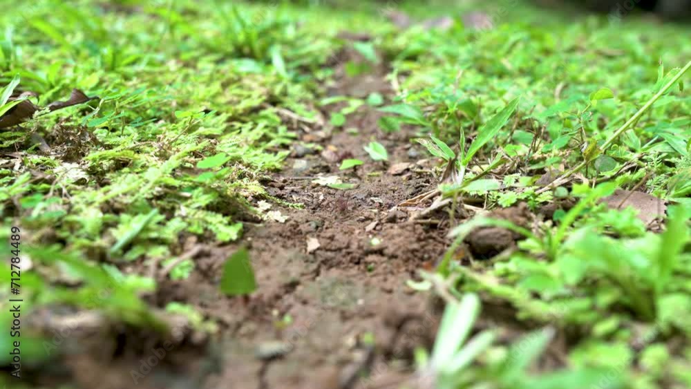 Leaf-Cutting Ants in Action: Close-Up View of Insect Trail on Forest Floor. Leaf-Cutting Ants in Action: Close-Up View of Insect Trail on Forest Floor.