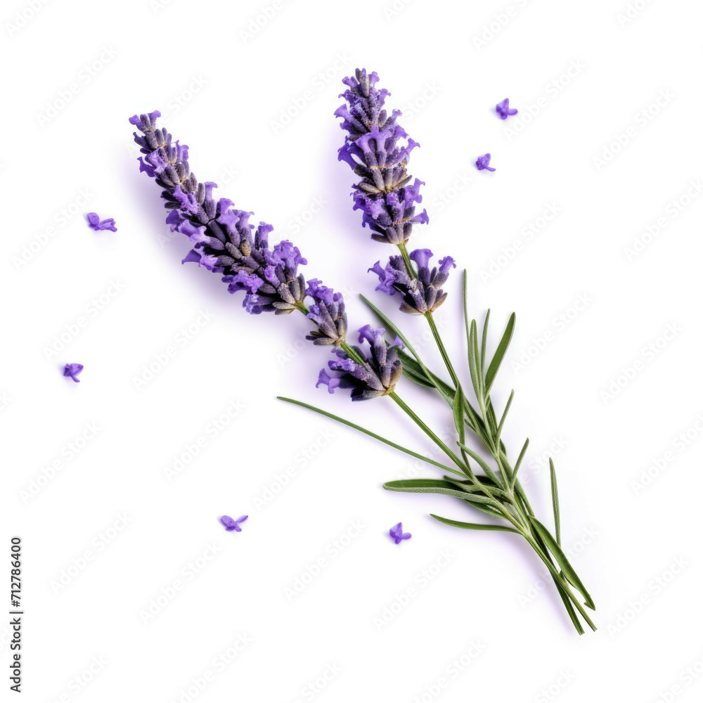 Obraz premium Lavender Flower, isolated on white background