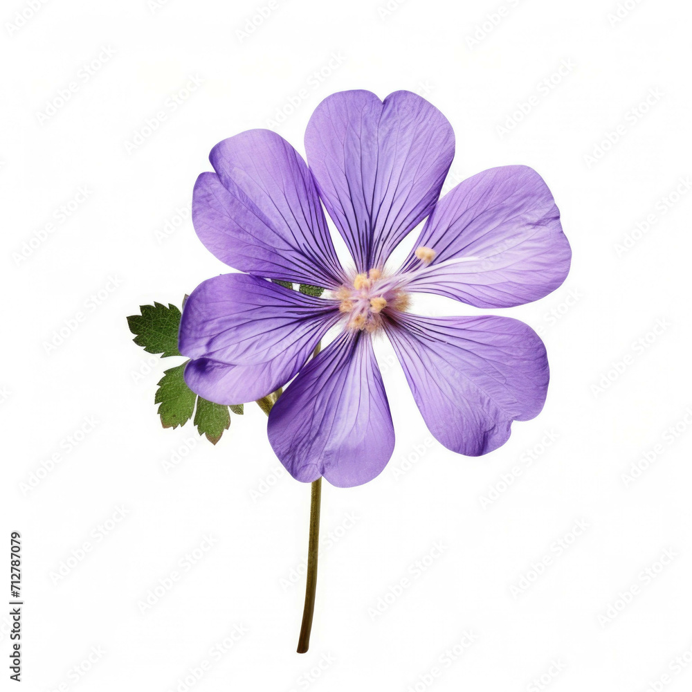 Obraz premium Violet Flower, isolated on white background