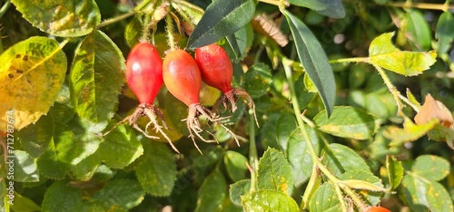 A rose hip (Rosa canina) bush bearing ripe rose hips (Rosa canina).