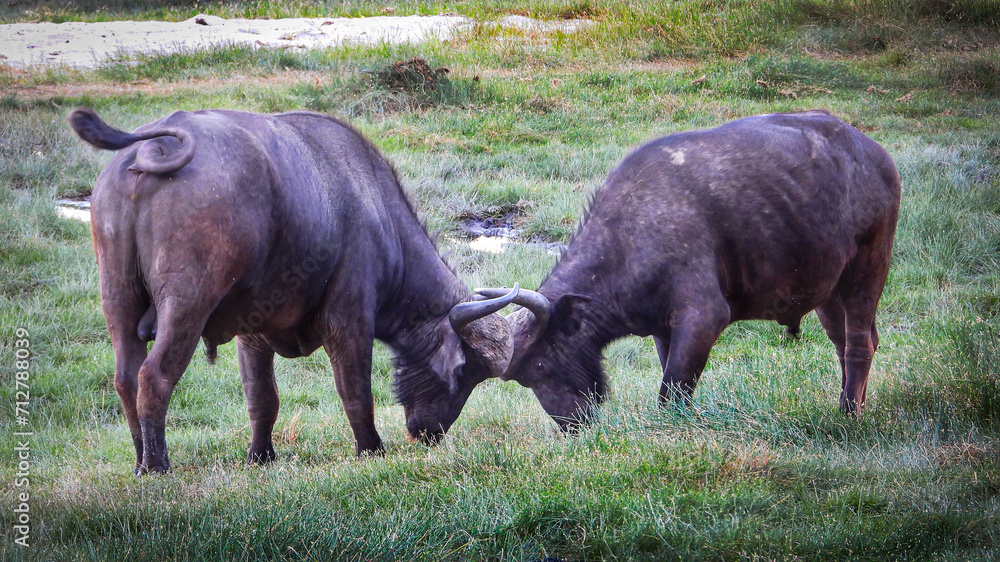 Cape Buffalos Fighting in Africa Cape Buffalos Fighting in Africa