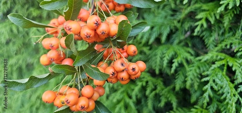 Branch of Pyracantha or Firethorn cultivar Orange Glow plant. Close up of orange berries on green background in public city park nature concept photo