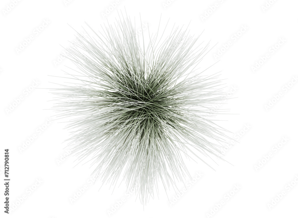 Obraz premium grass isolated