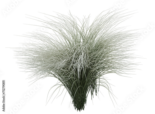 grass isolated 