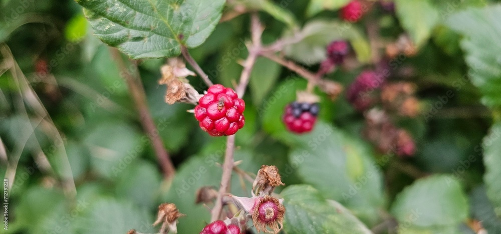 Natural fresh blackberries in the garden. Bouquet of ripe and unripe blackberry fruits - Rubus fruticosus - on a branch with green leaves at the farm. Organic farming, healthy food.