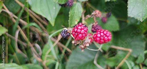 Natural fresh blackberries in the garden. Bouquet of ripe and unripe blackberry fruits - Rubus fruticosus - on a branch with green leaves at the farm. Organic farming, healthy food.