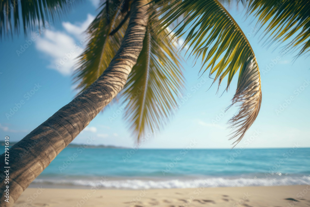 Fototapeta premium A palm tree in a tropical beach