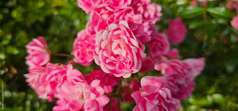 Rosa Damascena, known as the Damascus rose - pink, oleaginous, flowering, deciduous shrub plant. Valley of Roses. Close-up. Taillight. Selective focus.