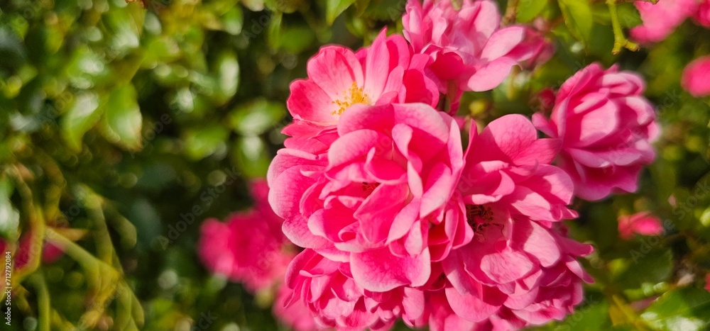 Rosa Damascena, known as the Damascus rose - pink, oleaginous, flowering, deciduous shrub plant. Valley of Roses. Close-up. Taillight. Selective focus. Rosa Damascena, known as the Damascus rose - pink, oleaginous, flowering, deciduous shrub plant. Valley of Roses. Close-up. Taillight. Selective focus.