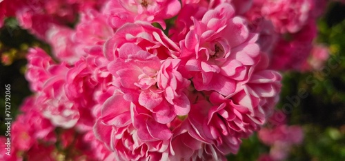 Fototapeta Naklejka Na Ścianę i Meble -  Rosa Damascena, known as the Damascus rose - pink, oleaginous, flowering, deciduous shrub plant. Valley of Roses. Close-up. Taillight. Selective focus.
