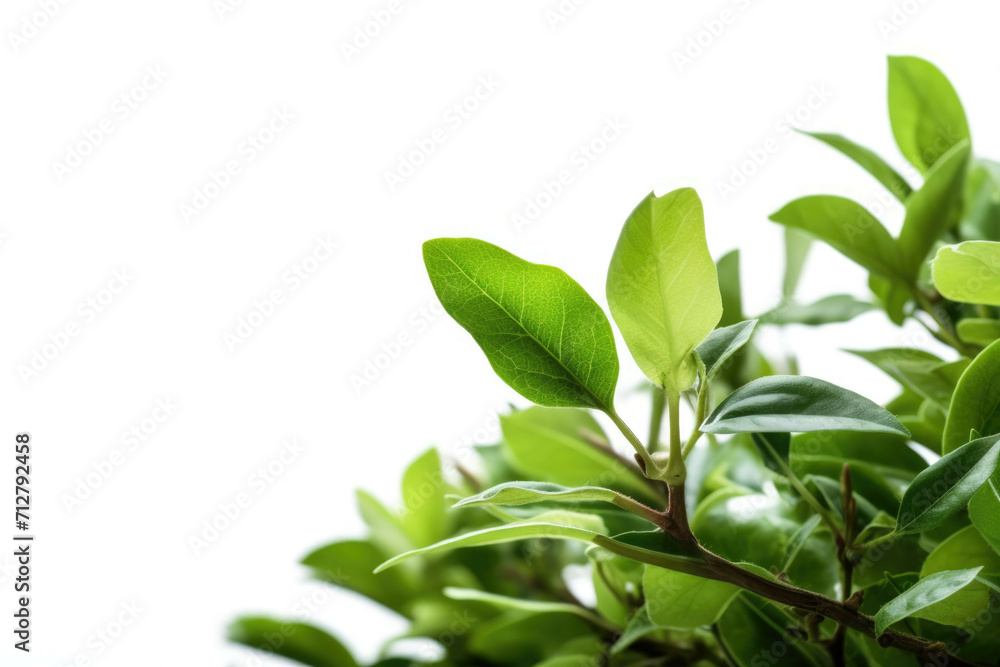 A closeup of a shrub with its vibrant green leaves and intricate details, isolated on white background A closeup of a shrub with its vibrant green leaves and intricate details, isolated on white background