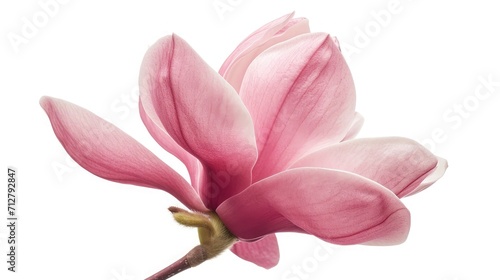 Pink magnolia flower isolated on white background with full depth of field © buraratn