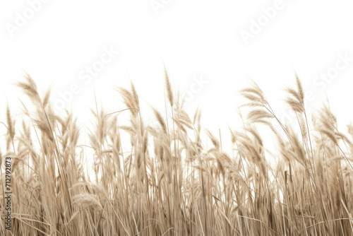 A close up of a field of wild grasses with its various shapes and textures, isolated on white background