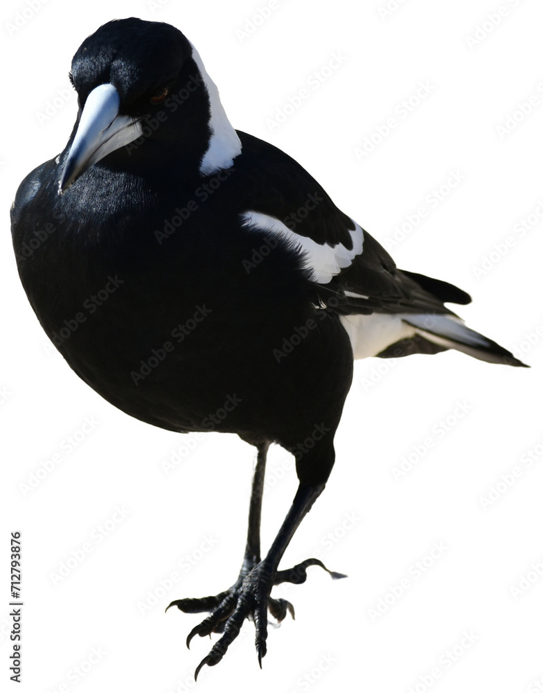 Fototapeta premium Australian magpie