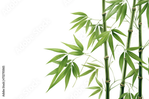 A bamboo with its tall stalks and green leaves  standing in a lush tropical forest  isolated on white background