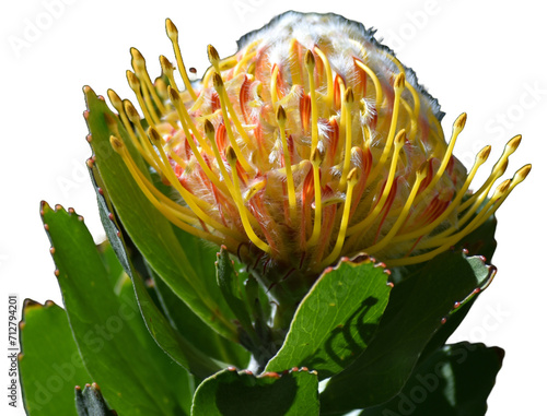 Waratah flower