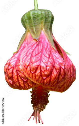 Close up Red flower of Abutilon
