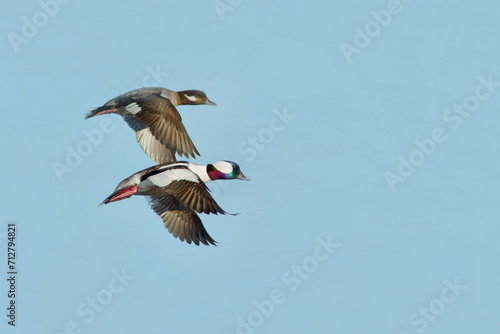 Bufflehead pair in flight against a clear blue sky, with sharp focus on the male and the female slightly out of focus photo