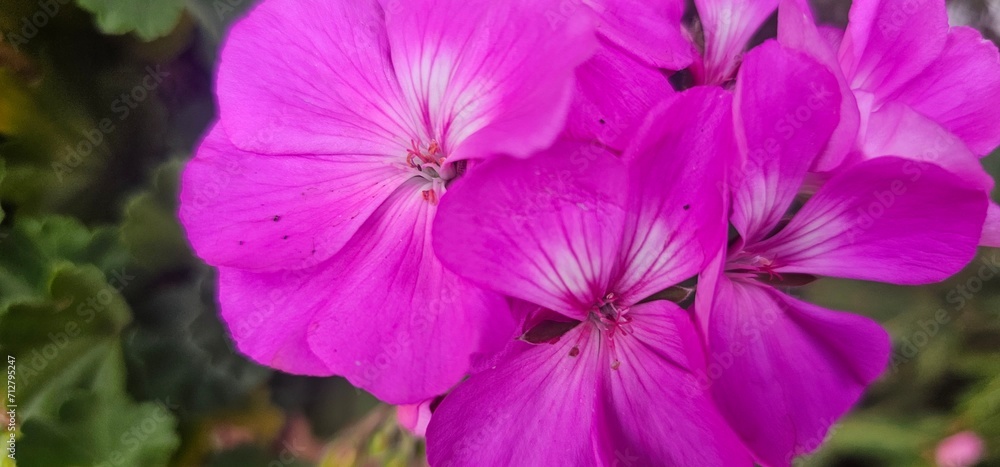Pelargonium × Hortorum or zonal geranium Pelargonium × Hortorum or zonal geranium