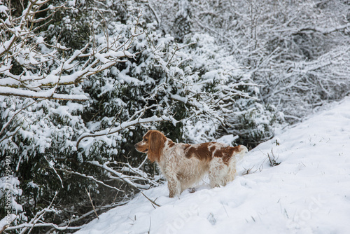 Fototapeta Naklejka Na Ścianę i Meble -  Working English Cocker Spaniel Dog in the Forest
