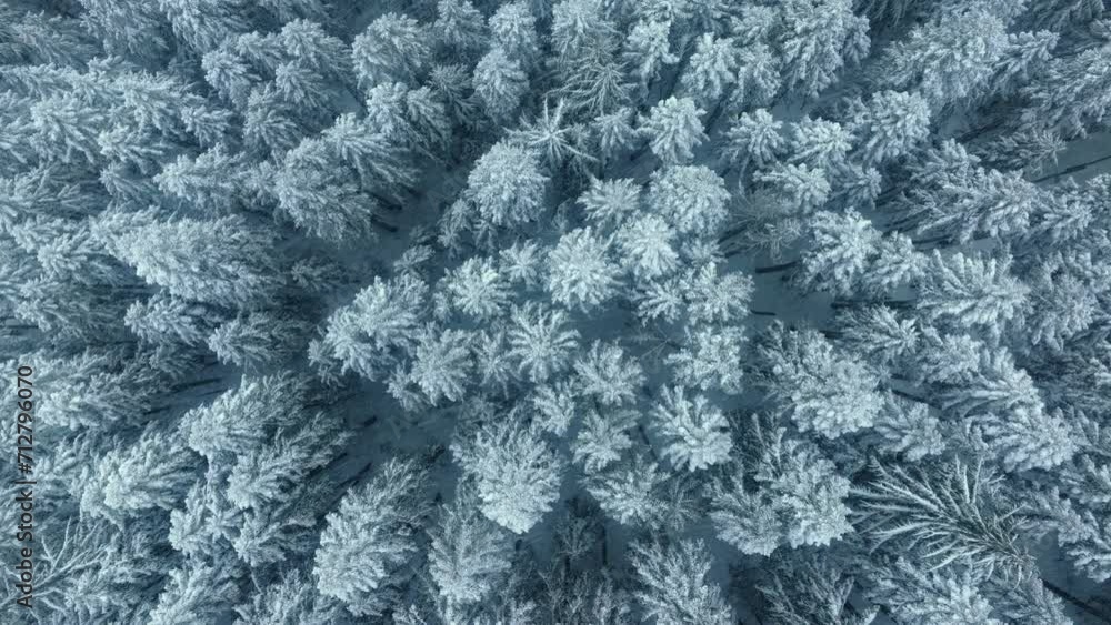 Drone spinning above white blue texture. Winter holidays nature background. Snow covered trees under snowflakes falling down during snowstorm. Aerial snowy winter evergreen fir forest aerial top view Drone spinning above white blue texture. Winter holidays nature background. Snow covered trees under snowflakes falling down during snowstorm. Aerial snowy winter evergreen fir forest aerial top view
