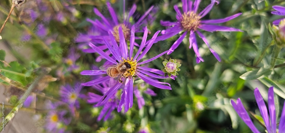 Violet flowers of Michaelmas Daisy (Aster Amellus), Aster alpinus, Asteraceae violet flowers growing in the garden in summer with a bee collecting pollen or nectar Violet flowers of Michaelmas Daisy (Aster Amellus), Aster alpinus, Asteraceae violet flowers growing in the garden in summer with a bee collecting pollen or nectar