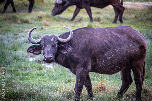 African Cape Buffalo Side Portrait © Alex E. Daley