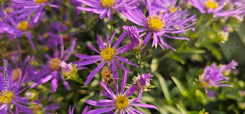 Violet flowers of Michaelmas Daisy (Aster Amellus), Aster alpinus, Asteraceae violet flowers growing in the garden in summer with a bee collecting pollen or nectar