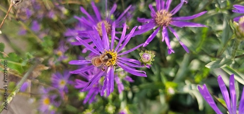 Violet flowers of Michaelmas Daisy (Aster Amellus), Aster alpinus, Asteraceae violet flowers growing in the garden in summer with a bee collecting pollen or nectar