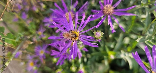 Violet flowers of Michaelmas Daisy (Aster Amellus), Aster alpinus, Asteraceae violet flowers growing in the garden in summer with a bee collecting pollen or nectar