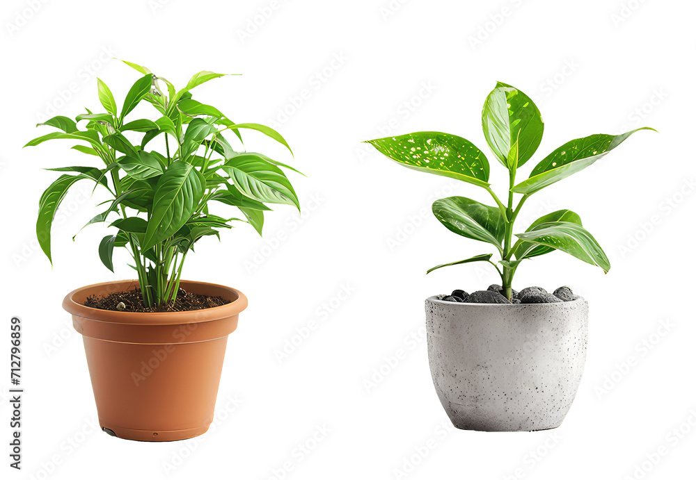 set of plant in a pot