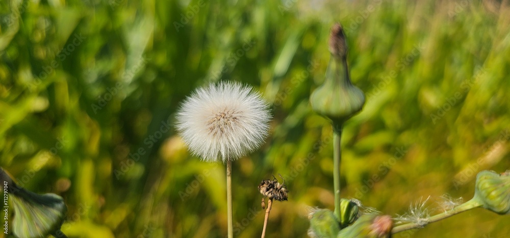 A flowering dandelion (Taraxacum) with its seeds. A flowering dandelion (Taraxacum) with its seeds.