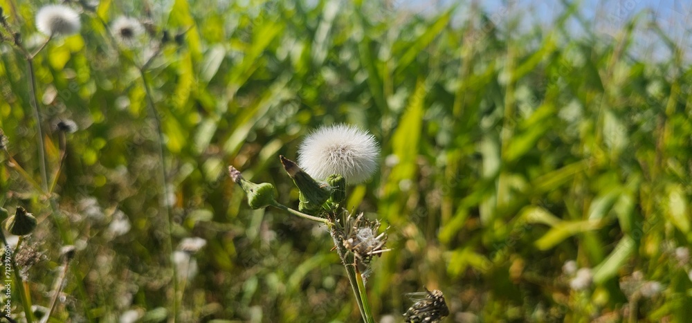 A flowering dandelion (Taraxacum) with its seeds. A flowering dandelion (Taraxacum) with its seeds.
